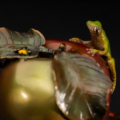 Photo of small bronze Sculpture featuring Tree Frog on two-toned apple with several insects