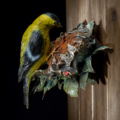 Photo of table top bronze sculpture of Gold Finch pulling seed from sunflower with multiple colors of patina and portions of exposed bronze