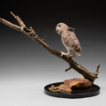 Photo of bronze Sculpture of Burrowing Owl on a branch eyeing a lizard with granite base