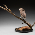 Photo of bronze Sculpture of Burrowing Owl on a branch eyeing a lizard with granite base